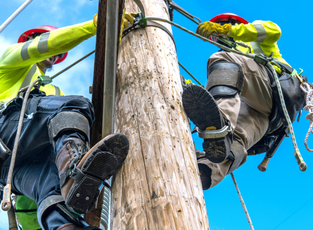 Utility Pole Climbing Vines Utility Pole Climbing Vines